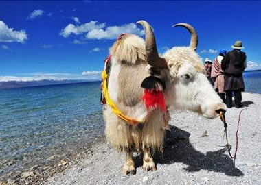 Tibet