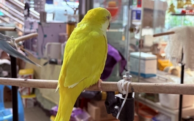 PRI Guangzhou Day Tour