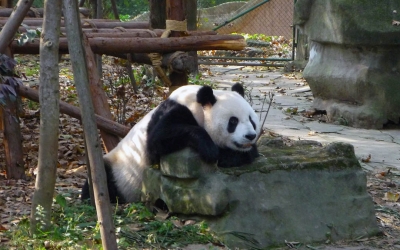 Private Day Tour to Chengdu Panda Base by Round-way Flight from Beijing