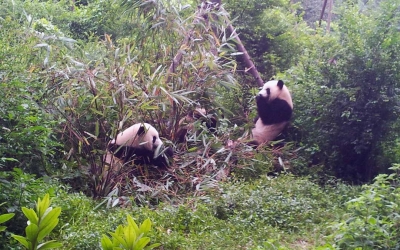 Private Chengdu Panda Base Day Tour by Round-way Flight from Shanghai